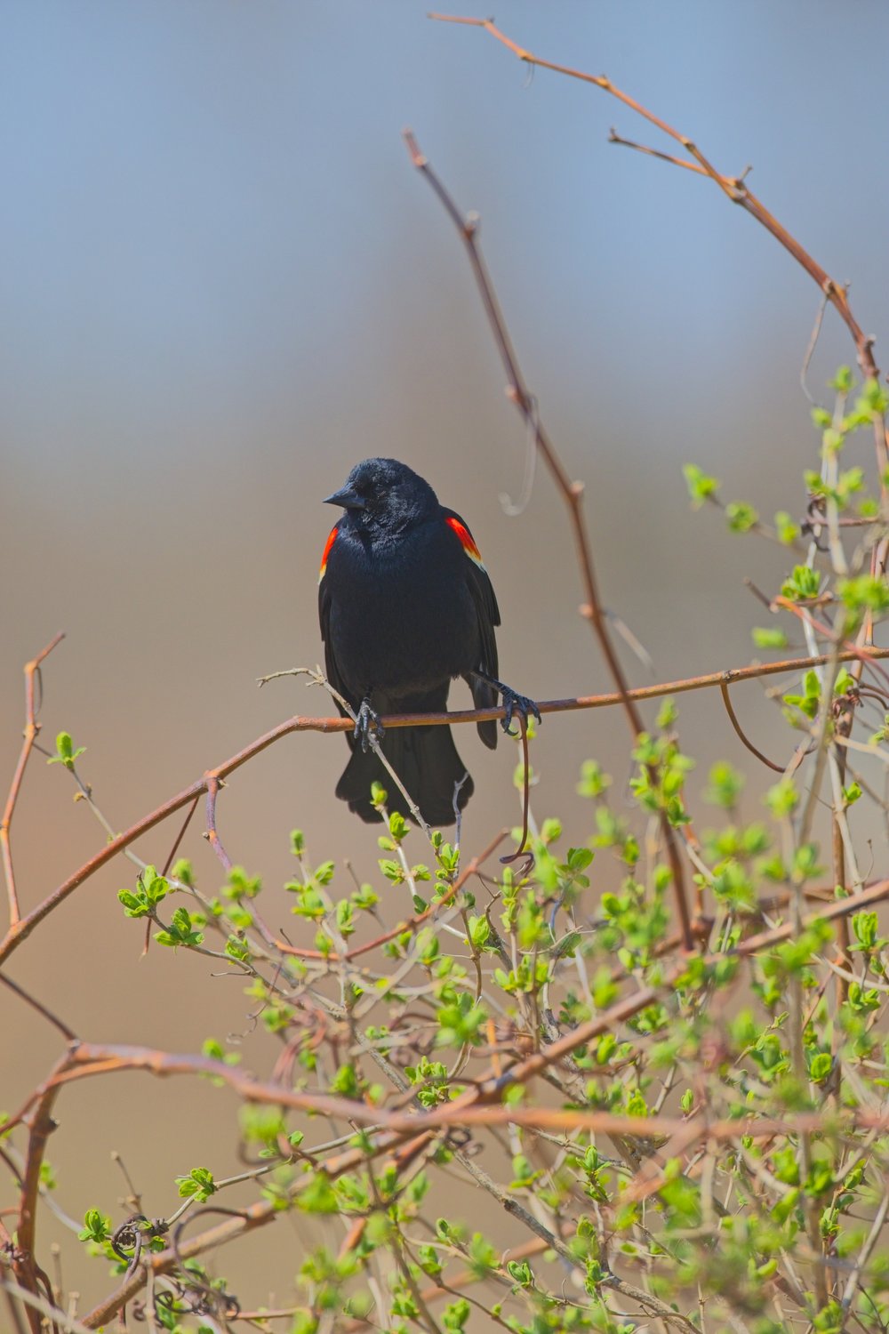 A male Red-winged Blackbird perched on a thin, leafy branch. The bird has glossy black plumage with distinctive bright red and yellow patches on its wings, standing out against a soft, blurred background of blue sky and muted tan tones. Small green leaves are sprouting on the surrounding branches, suggesting early spring.